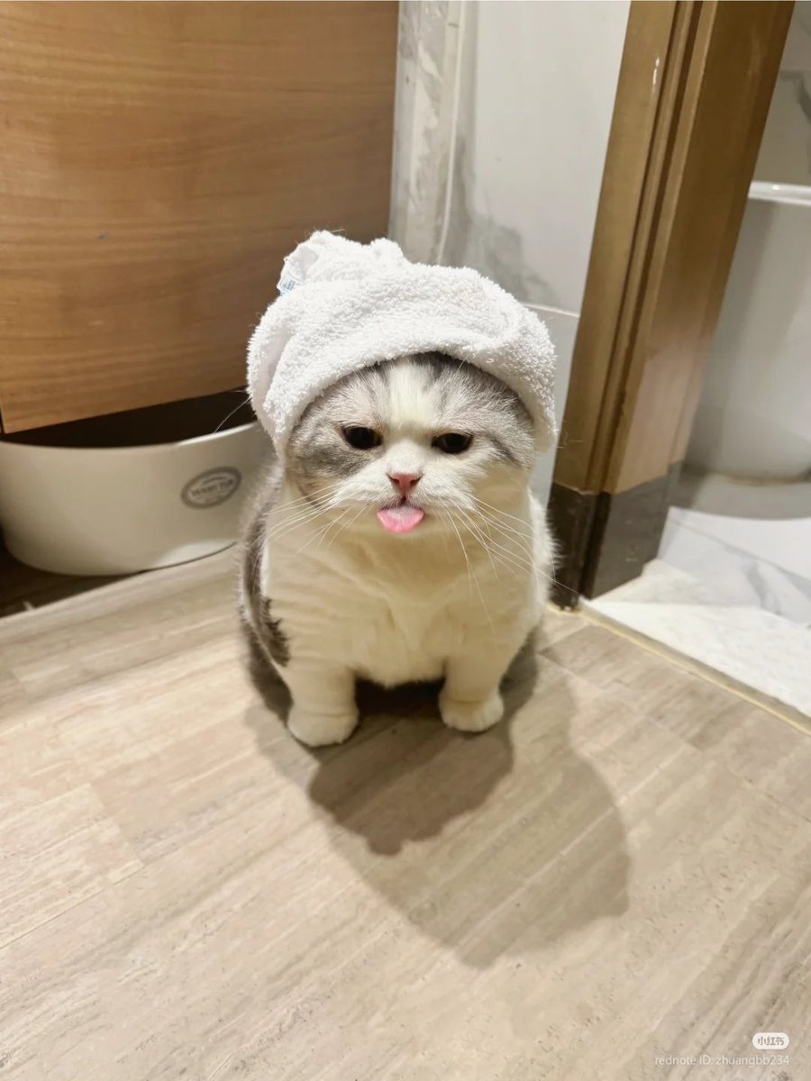 No Context Cats tweet media