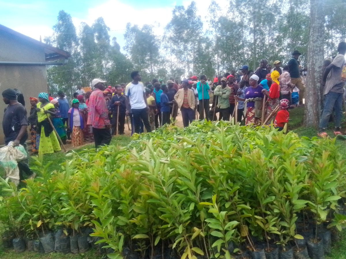 From today I am going to help those people see on photo to build an industry which will produce Oxygens and Fruits after only one year.
So the message to day .you can be a producer of Oxygen and Fruit in your Country through planting even one tree-fruit.