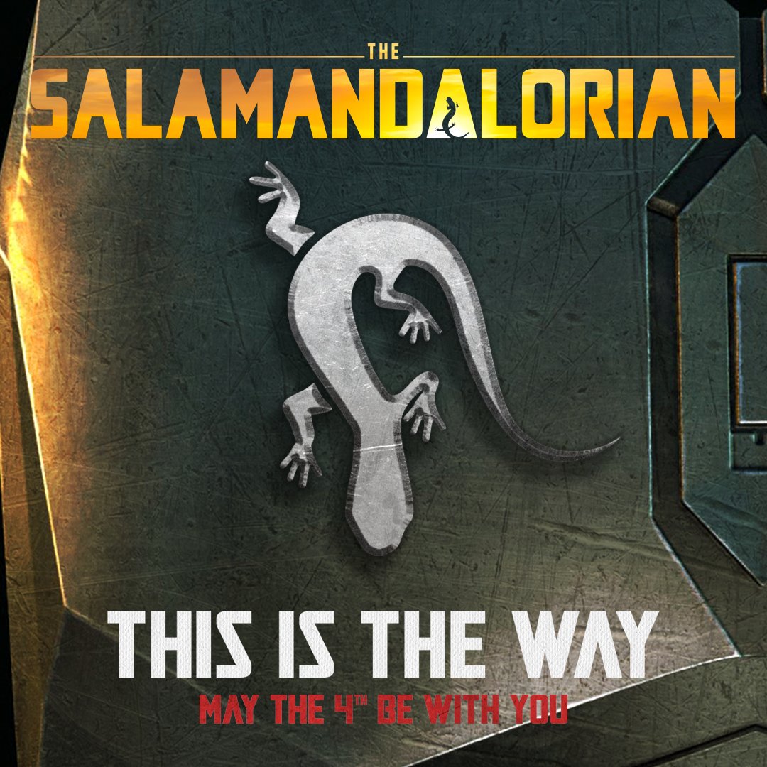 When #StarWarsDay is also the start of Amphibian Week! 💫