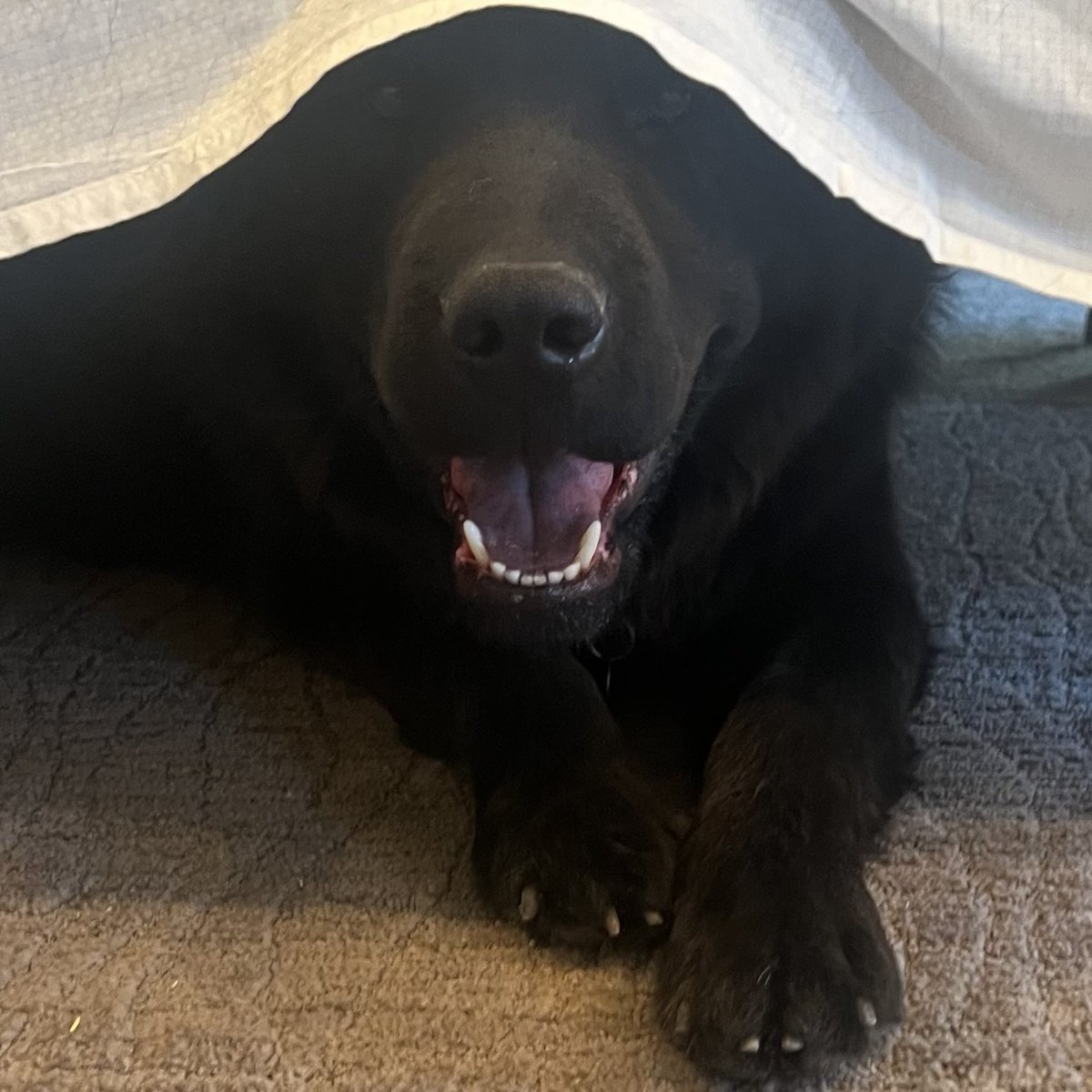 StephenEPearcy's tweet photo. Found a BEAR under our bed, oh him. Mellow now, danger later. #bearthedogg #protecto https://t.co/ZGyqQPlwfg
