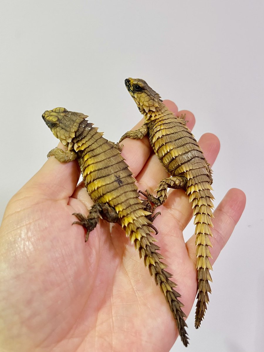 Michael_Gekkota's tweet photo. Armadillo Girdled Lizards from South Africa! 🦎 Live-bearing, social, &amp; roll into a spiky ball. 

Visit us:
📍 Urban Jungle Gecko Shop, Mongkok, HK 🕰 12-8 PM

🛒 https://t.co/HXcpG9A0mx https://t.co/aWpLbI52d6