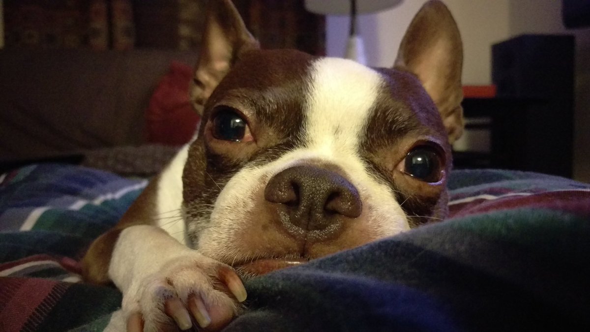 tmr_makes's tweet image. Donation to Old Dog Haven and Motley Zoo Animal Rescue made this morning for the animals and in Memory of Mr B. Hard to believe it&apos;s been three years this month month.