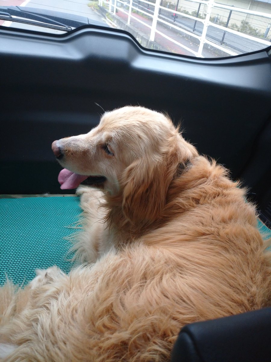 jinsei_net's tweet photo. 🐶専用の車でドッグランレッツゴー🥰 https://t.co/6jDHaS17Du