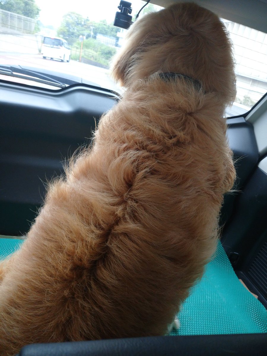 jinsei_net's tweet photo. 🐶専用の車でドッグランレッツゴー🥰 https://t.co/6jDHaS17Du