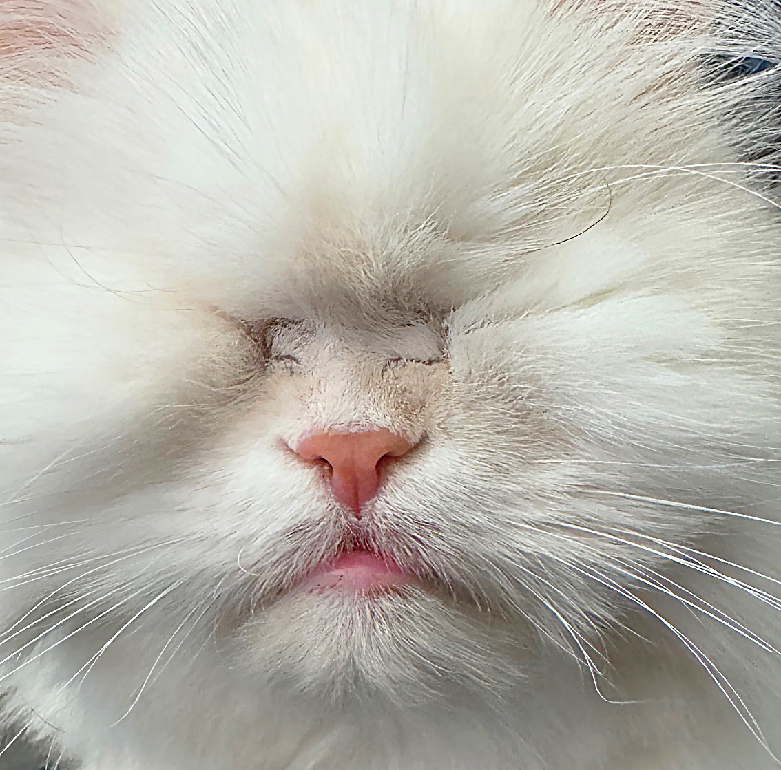 Boop the pinky nose and make a wish!

#cats #CatsOfX #blindcat #cutecats