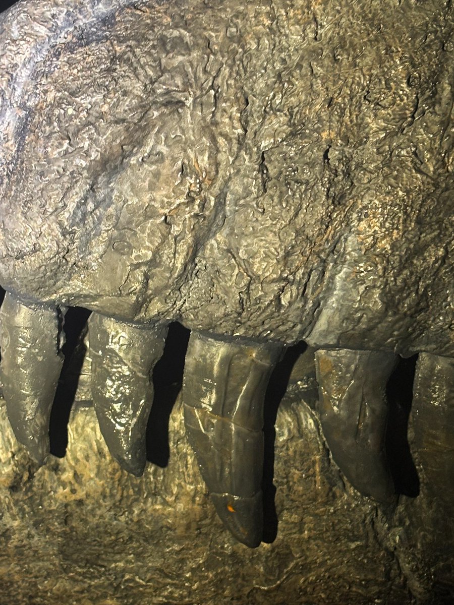 Yorkshire Natural History Museum tweet media