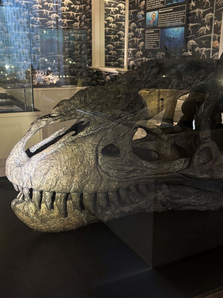 Just in: our newest fossil display!
This Early Cretaceous tyrannosaur is a feathered cousin of T. rex, now on view in the museum. Come check out this incredible skull and learn more about prehistoric predators.

#fossils #trex #skull