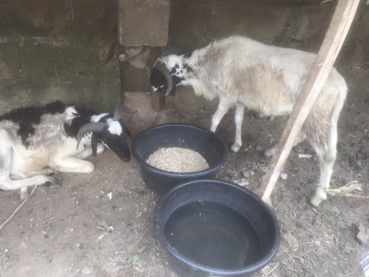 joshisnot_'s tweet image. Get your quality dogs and rams from me! Tested and trusted supplier. Your satisfaction is my top priority! DM for orders and inquiries #DogBreeder #RamFarmer #TrustedSupplier
@john322226