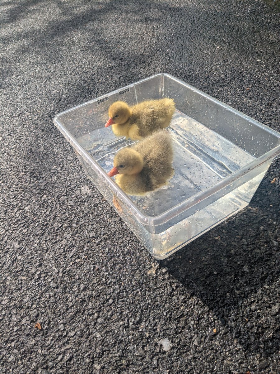 Nancy H (@nhuleatt54300) on Twitter photo 