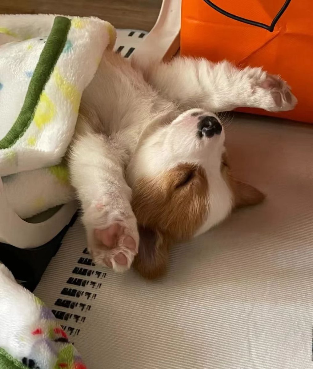 twaniimals's tweet photo. https://t.co/SgxuI38y99