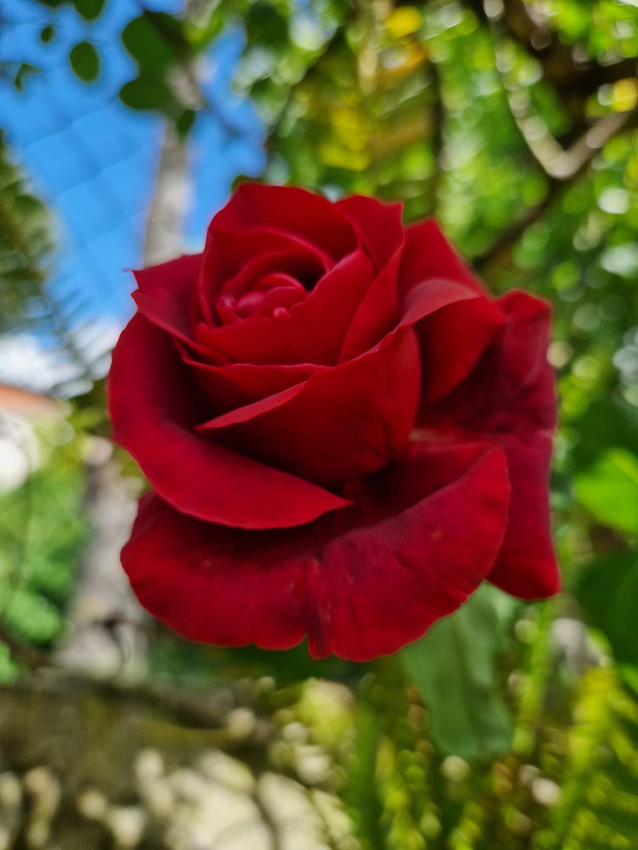 Feliz #DiaDeLaMadre 🌹