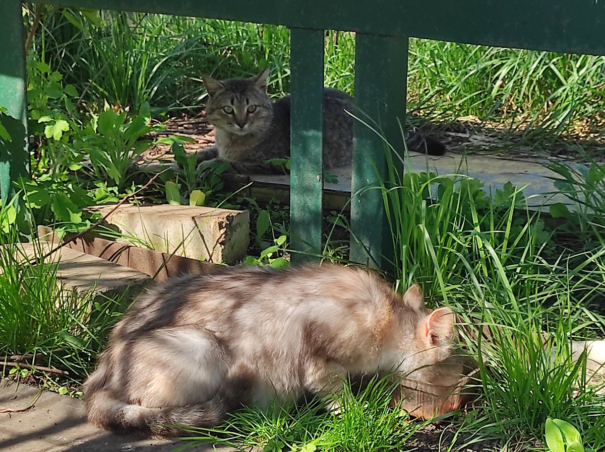 Дачные котеки отаковале😻