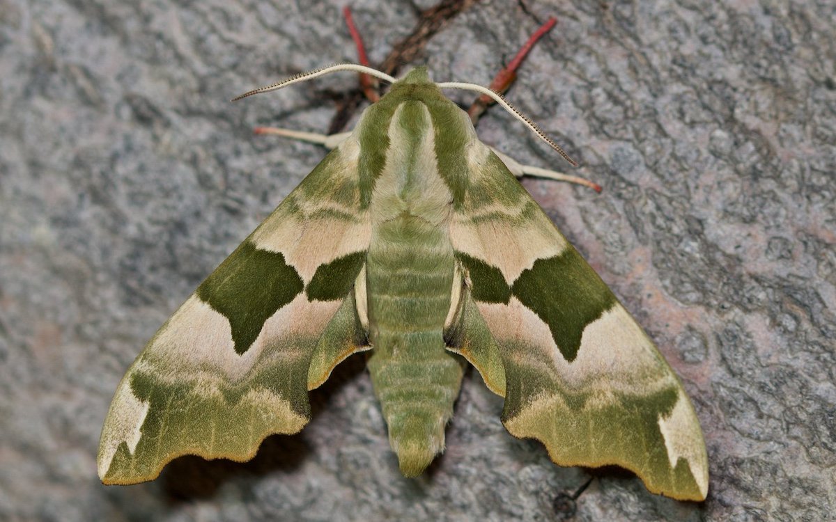 Lindenschwärmer (#Mimastiliae) Sehnde Garten, 3.5.2025