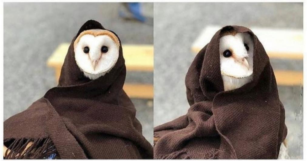 Owl Every Day (@owleveryday) on Twitter photo 