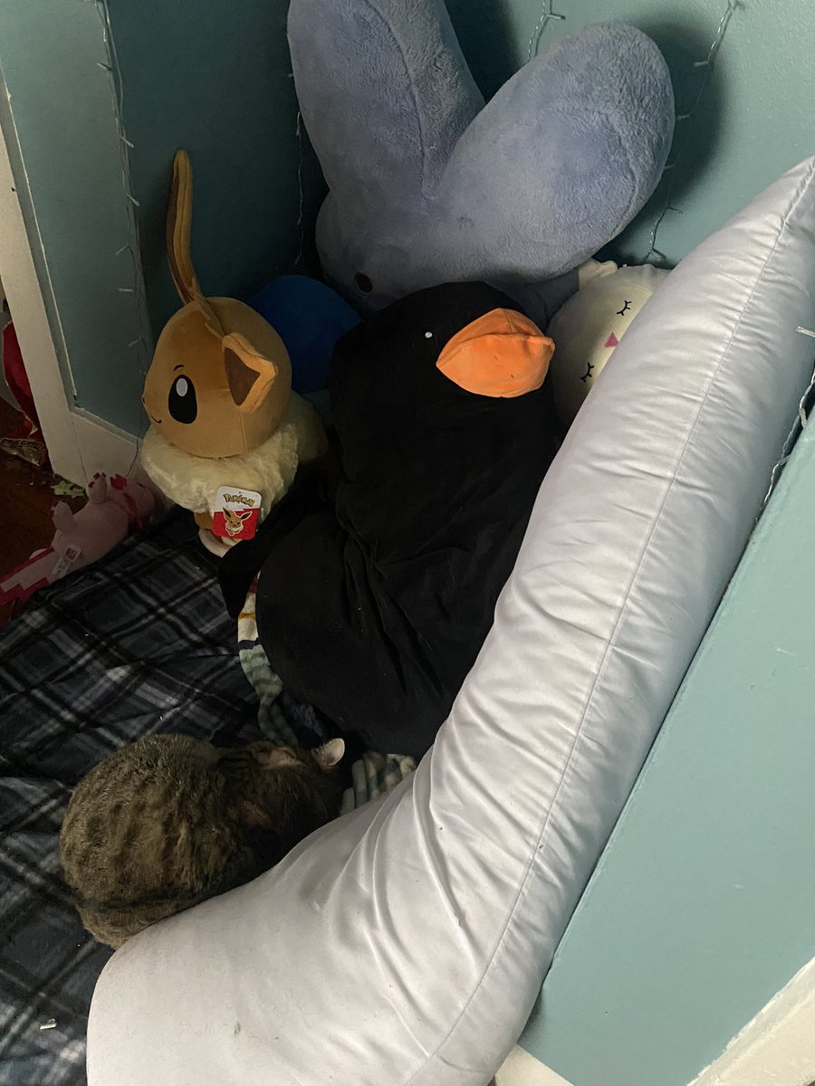 After stream, I found one of my cats asleep in the soft corner. Not shown are the other many plushies we have under the body pillow 😂