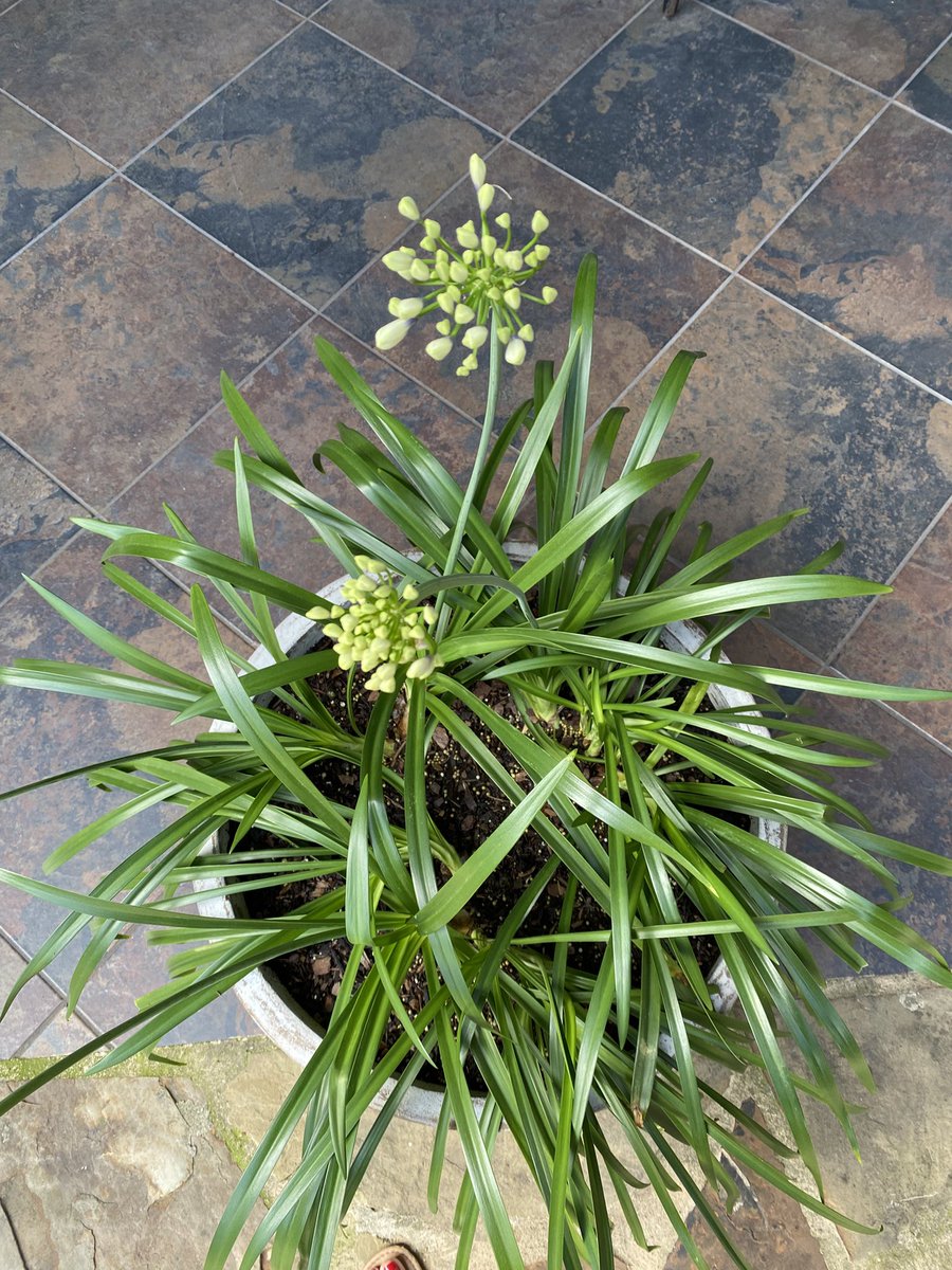 🩷 Pamela! 🩷 tweet media