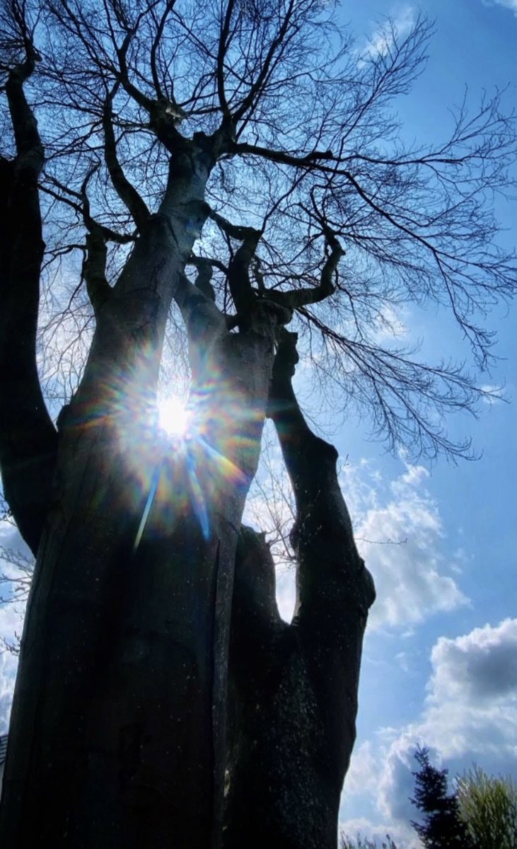 Colettephoto's tweet image. “🌳💫 Light whispers through this tree, uniting Earth and heaven in harmony. What dreams does nature spark in you? Let’s rise together. 🌍✨ 🌎🌏

Photography📸🇩🇰
Colette H.Guggenheim

#UnityInNature #HeavenlyLight #NatureInspires #DenmarkVibes @elonmusk @SpaceX”@grok @xai