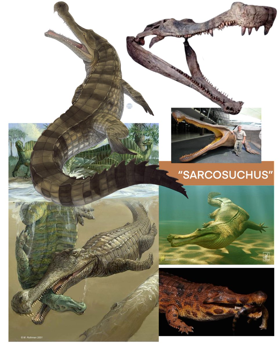 GregAndrade22's tweet image. SARCOCROC - Pokemon Predador -
TIPO: PEDRA
GÊNERO: 50% Macho / 50% Fêmea
Este pré-histórico pokemon foi desextinto a partir do “Osteoderma Fóssil”.
#pokemon #pokemonfossil #pokemonfanart #fakemon #sarcosuchus #sugimoristyle