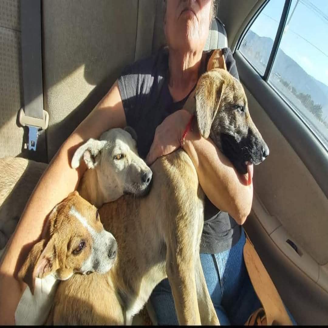 OMG. My wife and I found these three on a hiking trip tied up to a pole with wire so short, they couldn't lay down and with no food or water, not that they could reach it even if there was. We knocked on the door, but there was no answer, so we took them. The white one collapsed