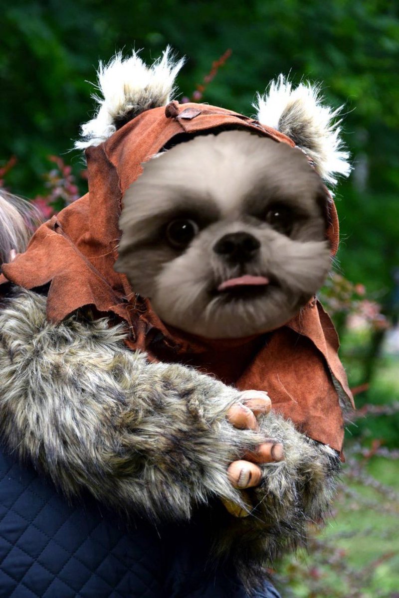 TheRealChileDog's tweet photo. Happy Star Wars Day! This is what Chile and Marlo would look like in a galaxy far far away.
#StarWars #MayThe4thBeWithYou https://t.co/6yY32trVED