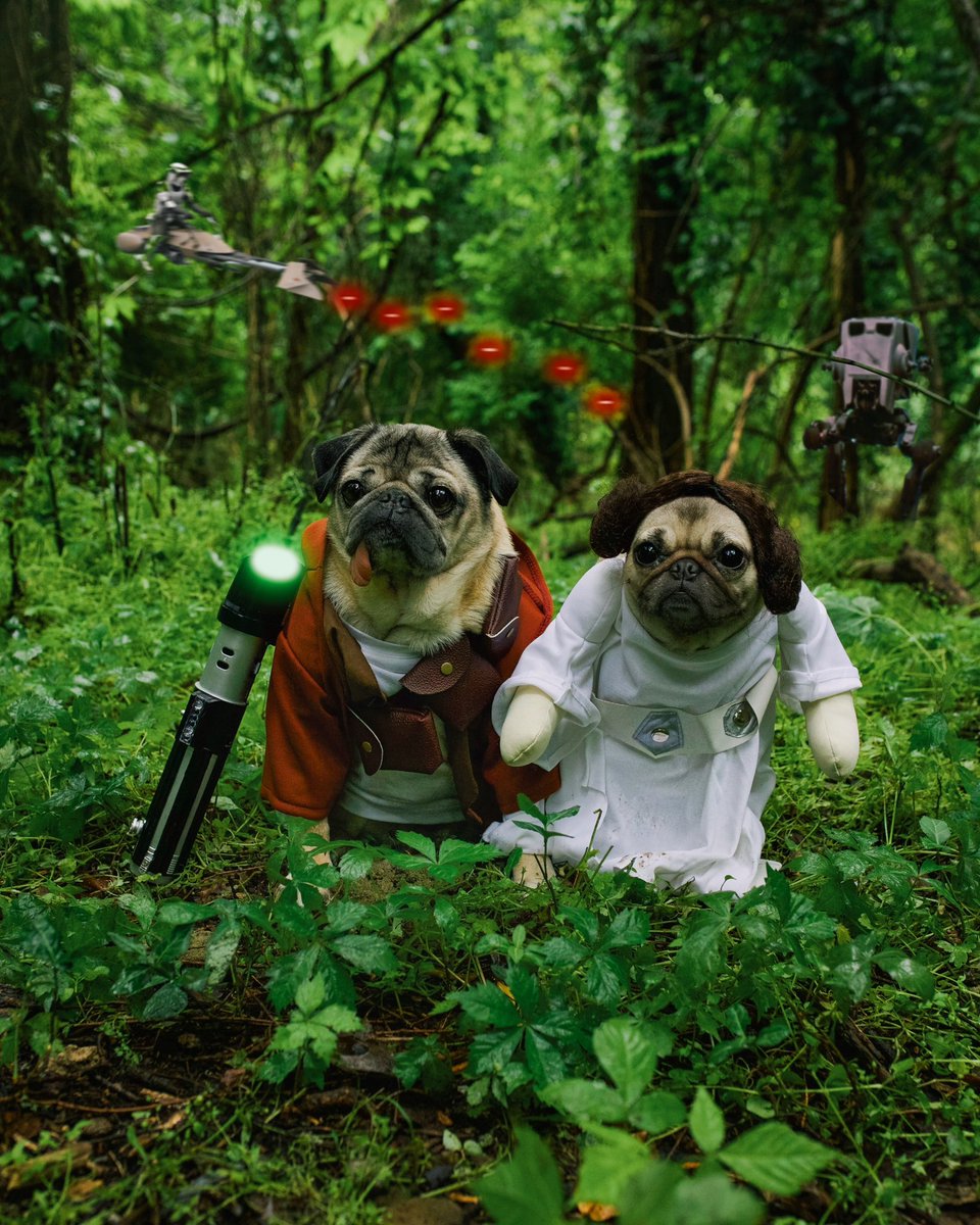 itsdougthepug's tweet photo. May the Fourth be with you! ⭐️ #StarWars https://t.co/ExsgYHZgXH