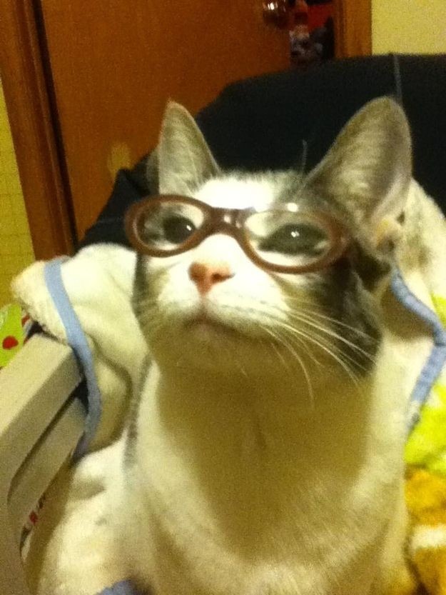 Punch Cat (@punchingcat) on Twitter photo 