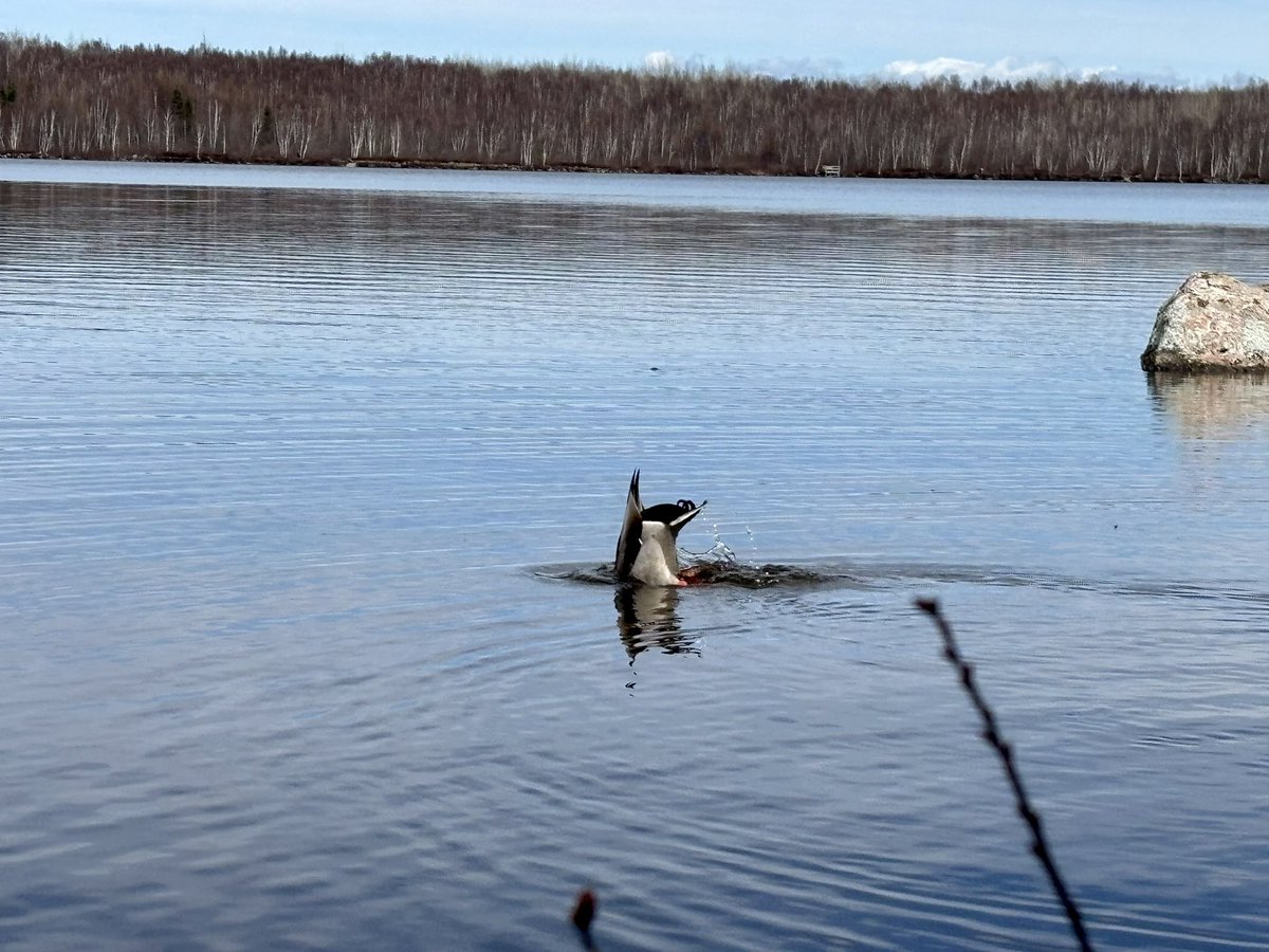 HynesLR's tweet photo. Beautiful day for a hike. 
This trio provided great entertainment along the way. https://t.co/Hk5vTriKij