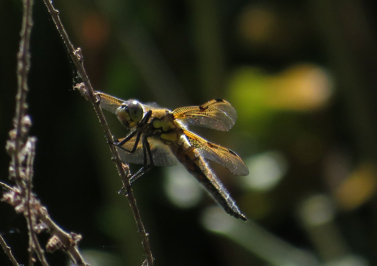 Gestern die erste Libelle am Gartenteich gesichtet ... seit sich die Teichfrösche hier eingefunden haben, bilde ich mir ein, dass es nicht mehr so viele Libellen gibt ... verspeisen die vielleicht auch die Libellenlarven ... denn von denen kann ich immer weniger entdecken
