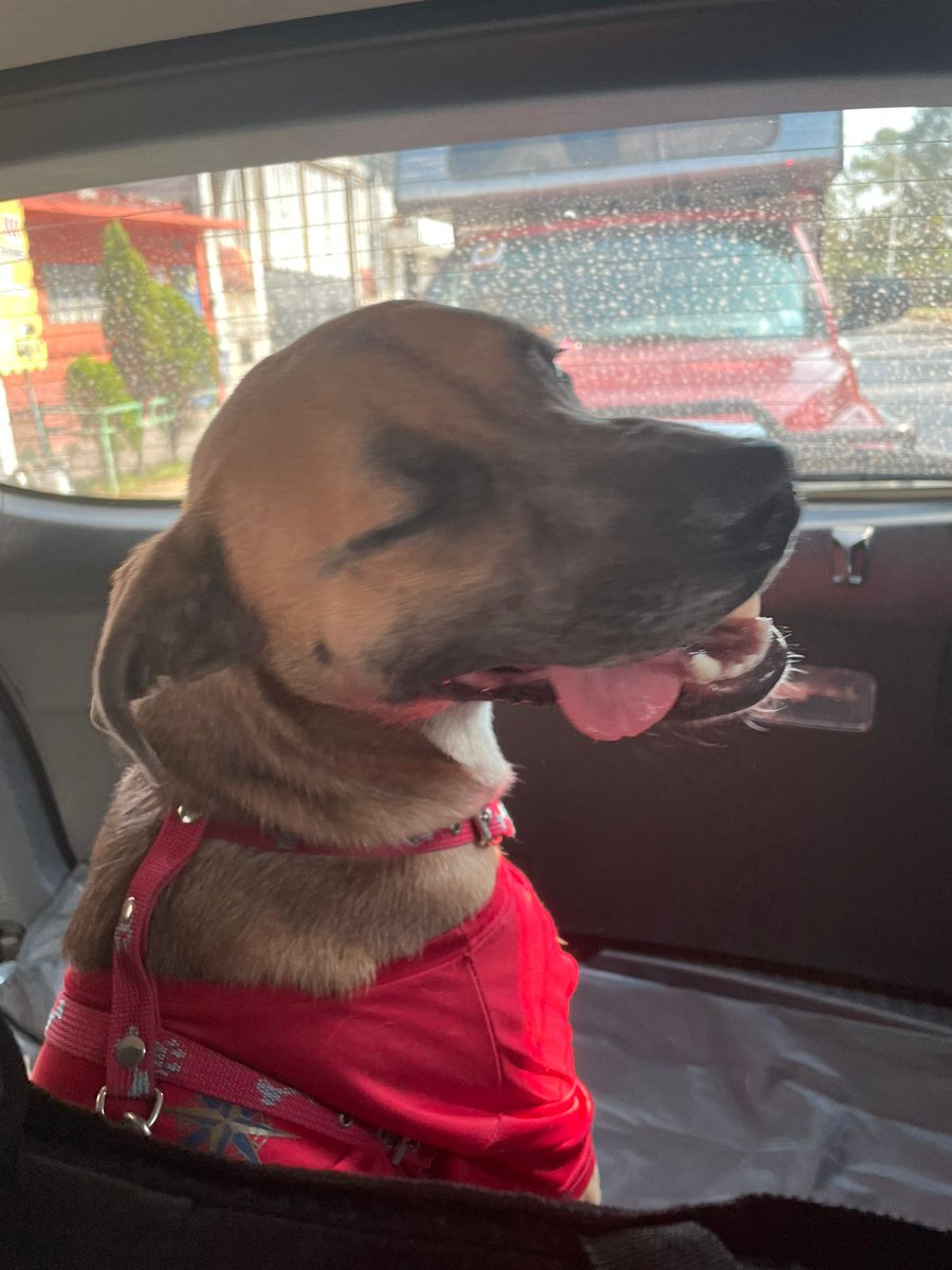 Está es la cara de un perrito que va rumbo a su nuevo hogar 🥺🥰
Scooby se va adoptado!! 
Lo vamos a extrañar mucho pero sabemos que será muy muy feliz 😍