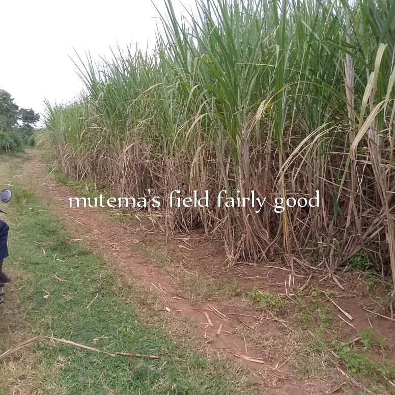 The agronomy extension services offered by <a href="/BuseddeSugar/">Busedde Sugarcane Growers Cooperative Society🇺🇬</a> carried a field supervisory exercise and the crop is well maintained for II season