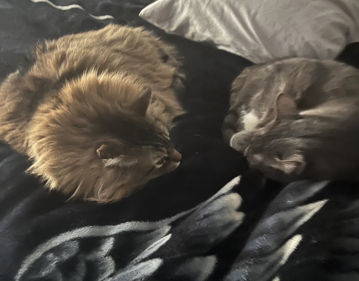 MyolLife's tweet image. Happy birthday to my two beautiful ()’s 🐱 love my sons and happy to have these mfs in my life these past 7 years ❤️