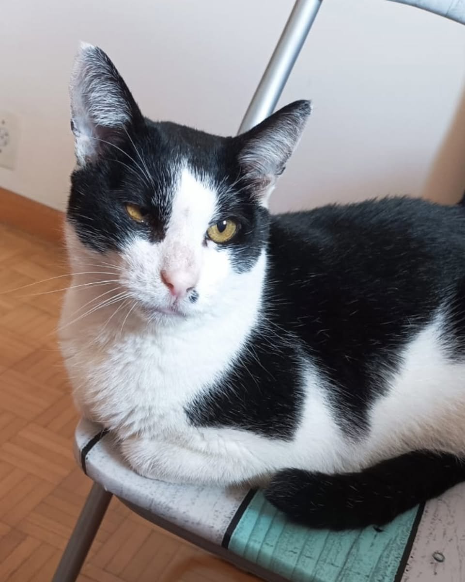 Catland - adoção de gatinhos (@catlandrescue) on Twitter photo Ranger tem sangue de guerreiro nas veias!
Esse mocinho passou por uma situação de mais tratos que foi denunciada... Então corremos para atender o chamado e salvar a vida do pequeno!
Esse fofo está ansioso por seu final feliz com uma família que o ame: adote@catland.org.br Ranger tem sangue de guerreiro nas veias!
Esse mocinho passou por uma situação de mais tratos que foi denunciada... Então corremos para atender o chamado e salvar a vida do pequeno!
Esse fofo está ansioso por seu final feliz com uma família que o ame: adote@catland.org.br