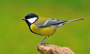 Any band or artiste with a Great Tits Hits album #BirdsOfAllKindsInASongOrMovie