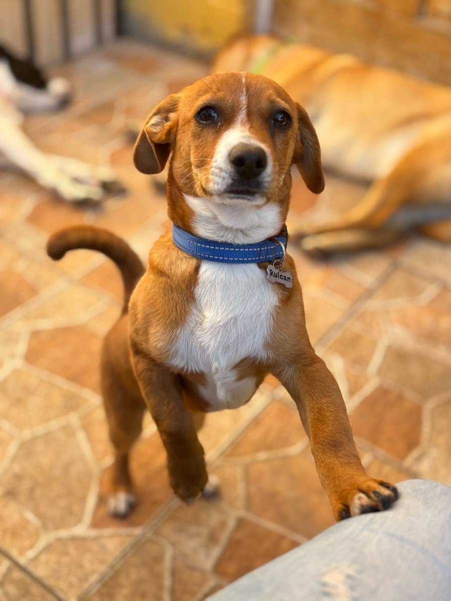 Loki, de entre 5 a 6 meses, en adopción. Será de tamaño pequeño a mediano. Está desparasitado y con su segunda dosis de óctuple. Se lleva bien con gatitos y perritos. Si deseas adoptarlo, con compromiso de seguimiento y castración, comunícate al +56976355569. Favor RT!
#Coquimbo