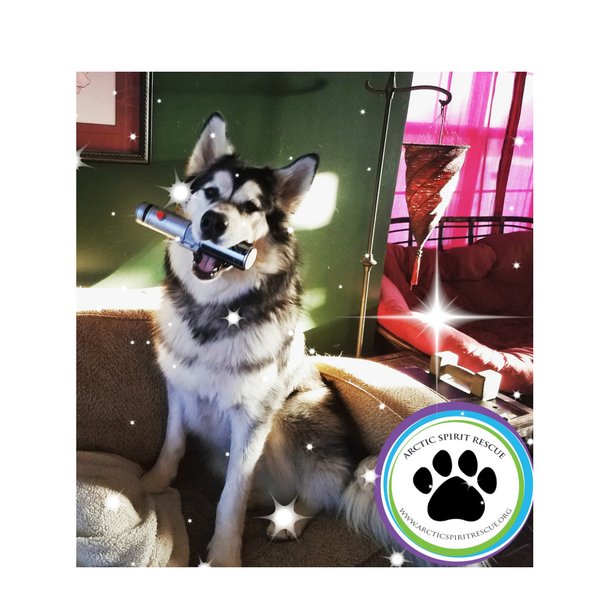 Happy National Star Wars Day! May the fourth be with you! #StarWarsDay #StarWars #malamute #husky #rescuedog