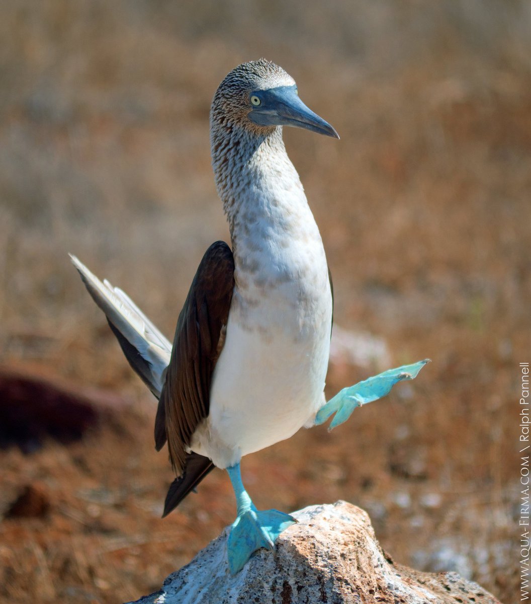 🎶Oh Booby... don't take your love to town 🎶

#BirdsOfAllKindsInASongOrMovie