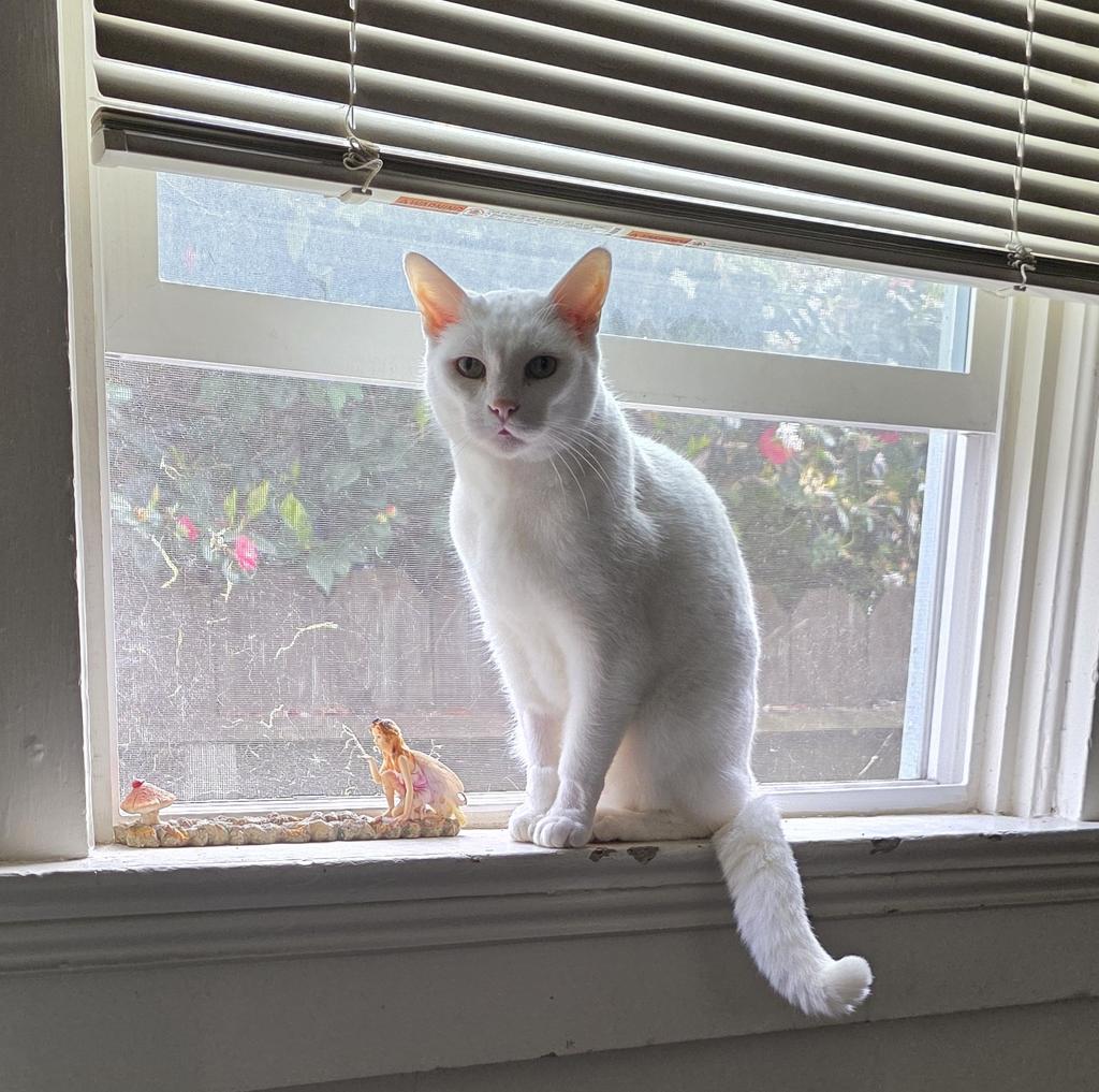 MissYvette011's tweet photo. #GandalfthewhiteGato We found out last month our little guy is sick. He has his good and bad days. We just love him so much. #prayersforGandalf https://t.co/KCktt1LV9i