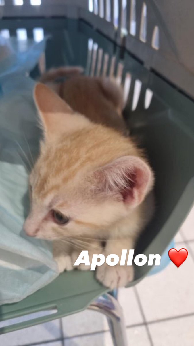 pucca 🍉 (@sadkuroi) on Twitter photo 🙏🏻 L'association a mis à jour la cagnotte pour Apollon, atteint d'un pneumothorax et d'une infection aux poumons (devis à 1900€), et de son frère Abricot né avec une hernie qui nécessitera une opération d'ici fin mai (devis à 600€).
Cagnotte ➡️ helloasso.com/associations/c…
#chaton 🙏🏻 L'association a mis à jour la cagnotte pour Apollon, atteint d'un pneumothorax et d'une infection aux poumons (devis à 1900€), et de son frère Abricot né avec une hernie qui nécessitera une opération d'ici fin mai (devis à 600€).
Cagnotte ➡️ helloasso.com/associations/c…
#chaton
