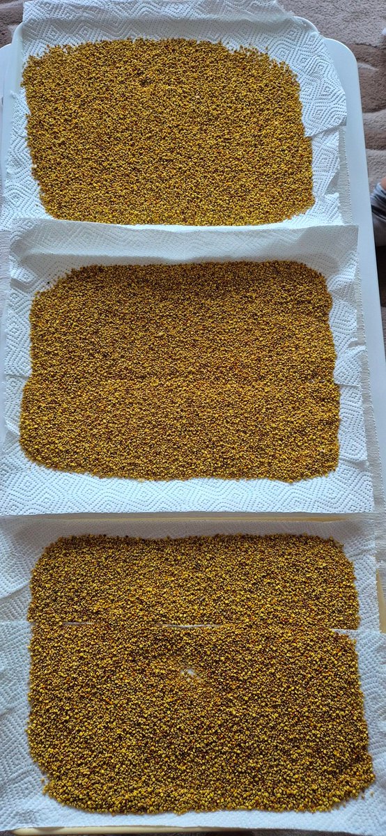 Поленови зрнца. Од следна сезона мед со полен микс 🍯🍯