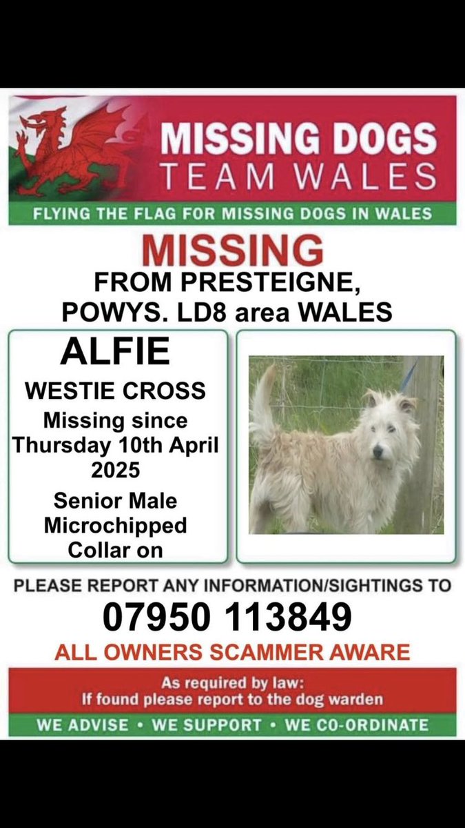 🆘️ #SeniorDog Alfie Is Still Missing &amp; Isn't Getting Many Retweets. Can You Help Please?🆘️

📢 #senioralert Alfie Is 16 Years Old &amp; Needs Your Help To Get Home💚

📍Missing from #PRESTEIGNE AREA #POWYS LD8 #WALES 

🗓 Missing Since 10.4.25

📞 Please Call Number On Poster