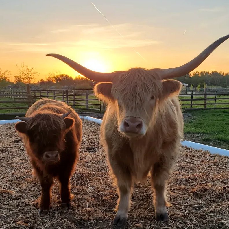 📅 7th May 2025
🐮 Thor and son
🏷️ Instagram/wildrootsfarmllc
💕 #animaloftheday