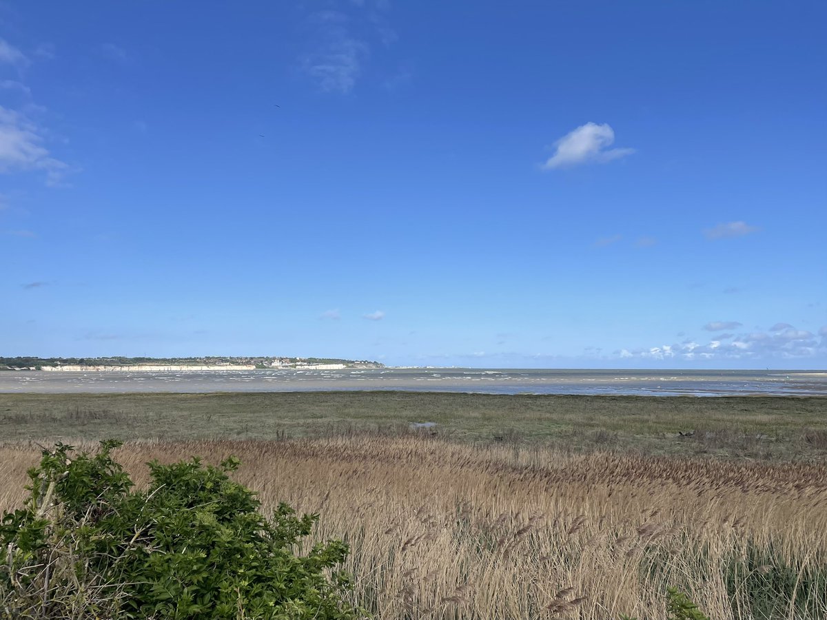 Jonathan Dodds (@_jdbirder) on Twitter photo Enjoyable high tide at Pegwell Bay: Bar-tailed Godwit, Sanderling, Turnstone, Dunlin in summer plumages with Whimbrel and Sandwich Tern. Of note were three Tufted Duck, local rarities in this part of <a href="/Sandwichbirdobs/">SBBOT</a> recording area ebird.org/checklist/S233… Enjoyable high tide at Pegwell Bay: Bar-tailed Godwit, Sanderling, Turnstone, Dunlin in summer plumages with Whimbrel and Sandwich Tern. Of note were three Tufted Duck, local rarities in this part of <a href="/Sandwichbirdobs/">SBBOT</a> recording area ebird.org/checklist/S233…