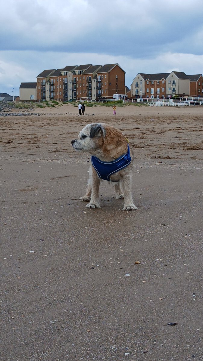 GANDJOEY's tweet photo. OAP trip to the seaside 🐕 https://t.co/6gpvzb9xbC