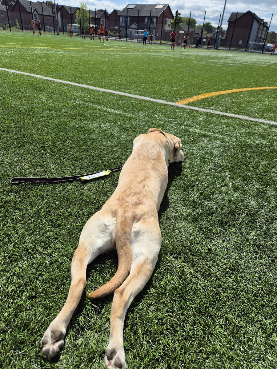 KennyGNI's tweet photo. @guidedogs pup in training Sally spent the afternoon watching the football. Hillsborough Girls 2012 team versus Mid Ulster and Hillsborough came out on top in a really well fought match.
Sally didn't get too excited however!
@guidedogsni https://t.co/fHRlCGtvHp