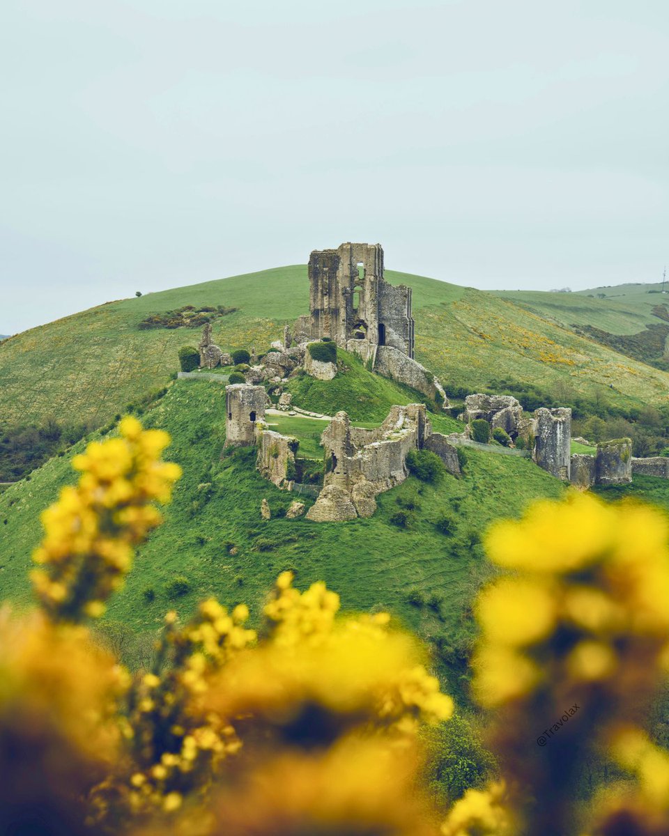 travolax's tweet image. Ruins — Corfe Castle, England 💚