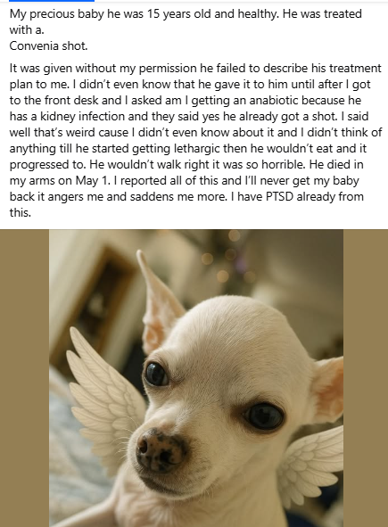 badpetmeds's tweet photo. This happened after Convenia injection (pain medication). RIP. 🌈💔😢
#DogConvenia #Convenia #DogPainMedication https://t.co/bqn70FKMWH