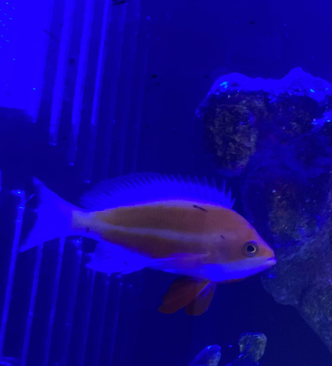 basabei's tweet image. ストライプアンティアス

遂に１匹になってしまったけど、
何とか雄相を維持してくれている。
入手できれば追加したいところ。