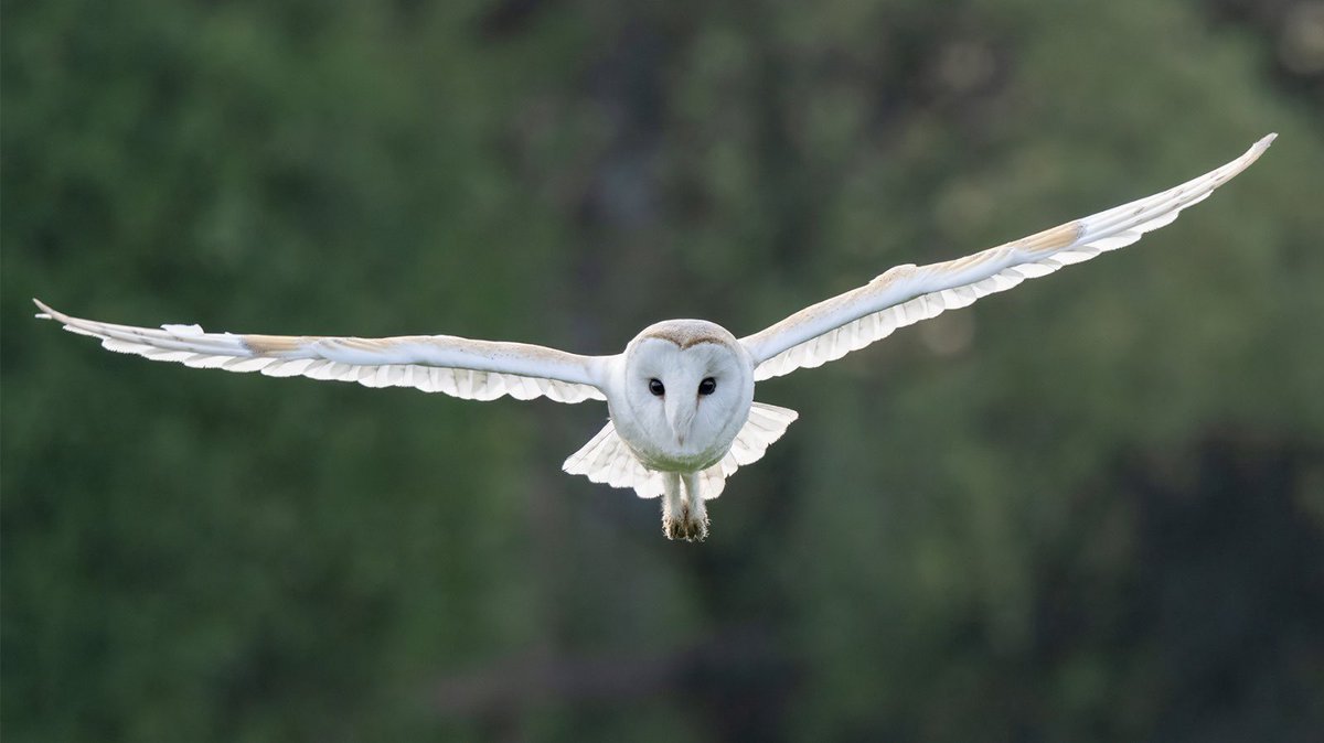 Allan Forsyth tweet media