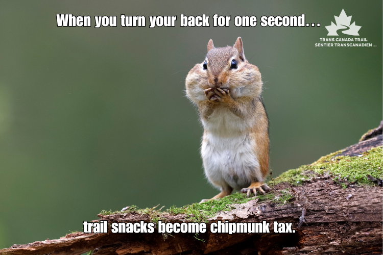 TCTrail's tweet image. In nature, even a forgotten snack can disrupt local wildlife. Follow the @LeaveNoTrace principle: always keep your food with you and, most importantly, never feed the animals. 🍃🐿️
#TransCanadaTrail #LeaveNoTrace #RespectWildlife