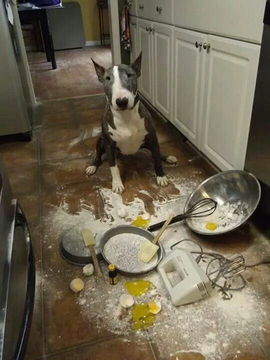 out of context dogs (@contextdogs) on Twitter photo 